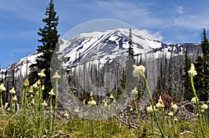 Mt. Adams with Burned Forest and Bear Grass