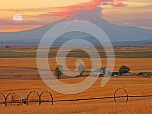 Mt Adams Wheat Country