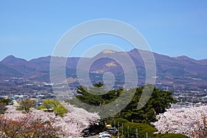 Mt. Akagi and cherry tree