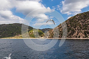 Mt Athos - White seagull flying along the coastline of peninsula Athos, Chalkidiki, Central Macedonia, Greece, Europe