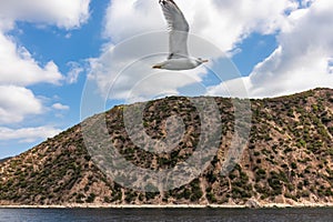 Mt Athos - White seagull flying along the coastline of peninsula Athos, Chalkidiki, Central Macedonia, Greece, Europe