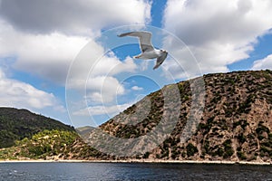 Mt Athos - White seagull flying along the coastline of peninsula Athos, Chalkidiki, Central Macedonia, Greece, Europe
