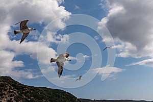 Mt Athos - White seagull flying along the coastline of peninsula Athos, Chalkidiki, Central Macedonia, Greece, Europe