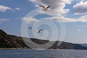 Mt Athos - White seagull flying along the coastline of peninsula Athos, Chalkidiki, Central Macedonia, Greece, Europe