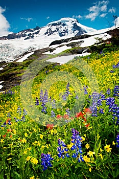 Mt. Baker and Wildflowers photo