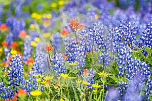 Mt. Baker Wildflowers