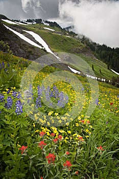 Mt. Baker Wildflowers.