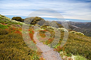 Mt Buller Walking Track