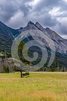 Mt. Colin and an evergreen in a meadow in Jasper National Park