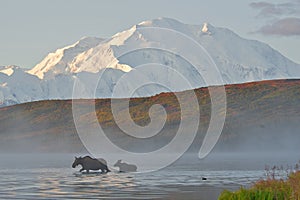 Mt denali sunrise