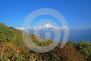 Mt. Dhaulagiri massif with sunrise on himalaya rang mountain in the morning seen from Poon Hill, Nepal