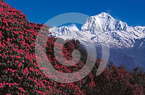 Mt. Dhaulagiri From Poon Hill, Ghorepani, Nepal