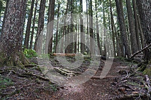 Mt Ellinor trail leading up hill