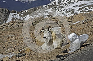 On Mt. Evans, a wild goat lies around in the sunshine.