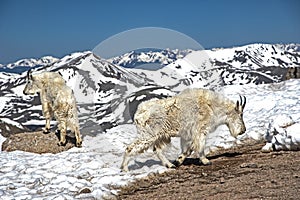 On Mt. Evans, wild goats lies around in the sunshine.