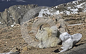 On Mt. Evans, wild goats lies around in the sunshine.