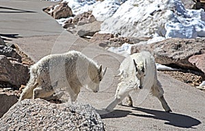 On Mt. Evans, wild goats together.