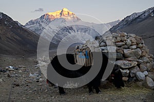 Mt. Everest at Sunset with Yaks B