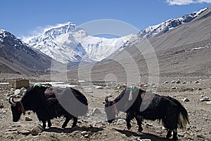 Mt. Everest from Tibetan Base Camp with Yaks