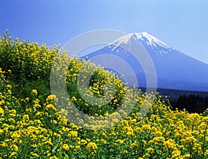 Mt fuji-236