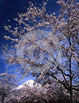 Mt fuji-411