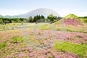 Mt.Fuji