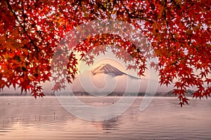 Mt. Fuji in autumn with red maple leaves