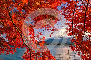 Mt. Fuji in autumn with red maple leaves