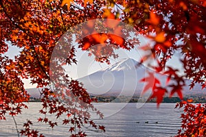 Mt. Fuji in autumn with red maple leaves