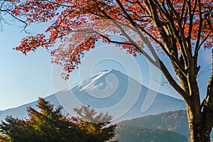 Mt. Fuji in autumn with red maple leaves