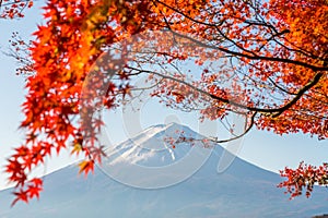 Mt. Fuji in autumn with red maple leaves