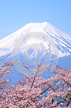 Mt Fuji and Cherry Blossom in Japan Spring Season