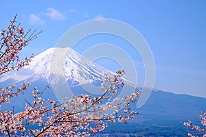 Mt Fuji and Cherry Blossom in Japan Spring Season