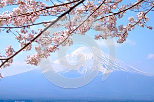 Mt Fuji and Cherry Blossom in Japan Spring Season