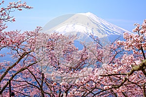 Mt Fuji and Cherry Blossom in Japan Spring Season (Japanese Cal