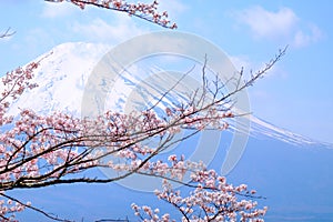 Mt Fuji and Cherry Blossom in Japan Spring Season (Japanese Cal