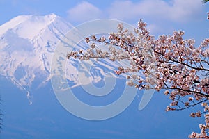 Mt Fuji and Cherry Blossom in Japan Spring Season (Japanese Cal