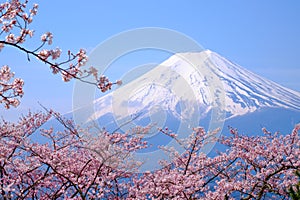 Mt Fuji and Cherry Blossom in Japan Spring Season & x28;Japanese Cal