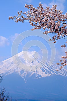 Mt Fuji and Cherry Blossom in Japan Spring Season & x28;Japanese Cal