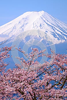 Mt Fuji and Cherry Blossom in Japan Spring Season & x28;Japanese Cal