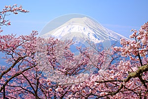 Mt Fuji and Cherry Blossom in Japan Spring Season & x28;Japanese Cal