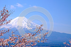 Mt Fuji and Cherry Blossom in Japan Spring Season & x28;Japanese Cal