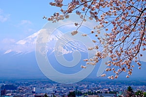 Mt Fuji and Cherry Blossom in Japan Spring Season & x28;Japanese Cal