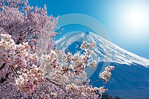 Mt Fuji and Cherry Blossom at lake Kawaguchiko in japan