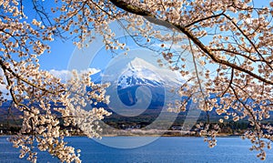 Mt. Fuji and Cherry Blossom at lake Kawaguchiko, Japan photo