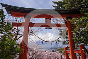 Mt.fuji with cherry blossom and yellow grass in a cloudy day. A landscape in Japan with its remarkable mountain.