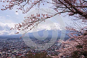 Mt.fuji with cherry blossom and yellow grass in a cloudy day. A landscape in Japan with its remarkable mountain.
