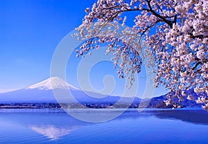 Mt.Fuji and cherry blossoms