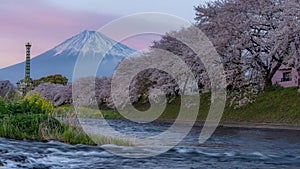 Mt Fuji and cherry blossoms time lapse