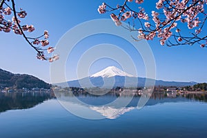 Mt.Fuji and Cherry Tree